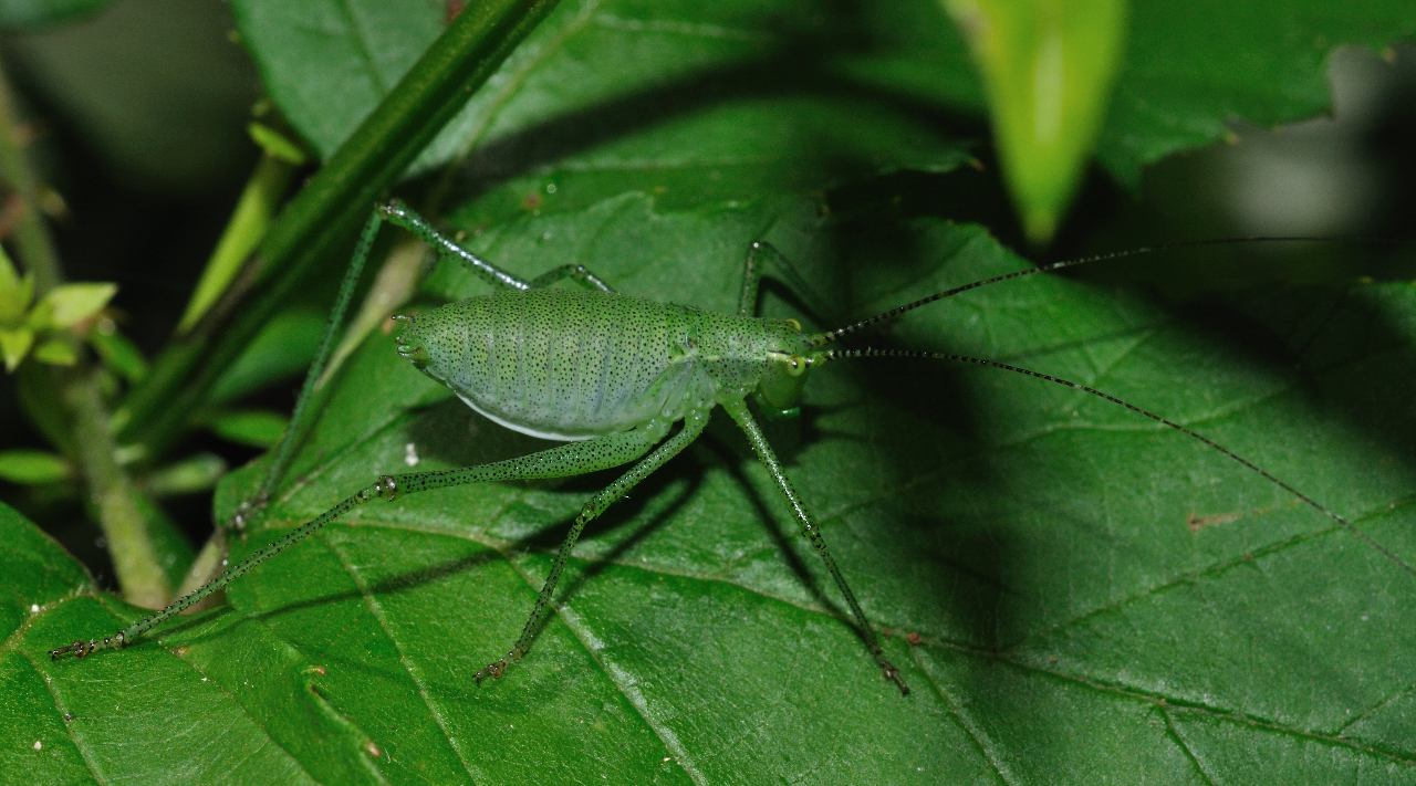 ID Orthoptero 03: Phaneropteridae